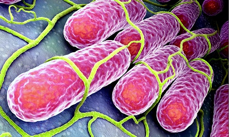 Detail Gambar Bakteri Typoid Nomer 39