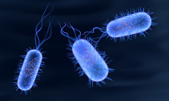 Detail Gambar Bakteri Typoid Nomer 8