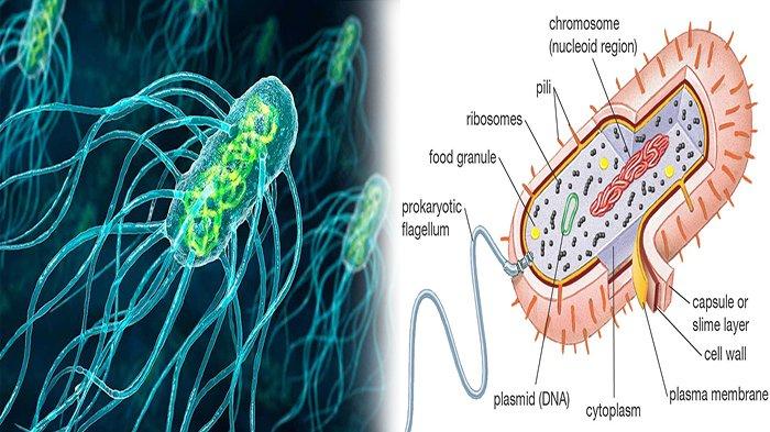 Detail Gambar Bakteri Typoid Atau Tipus Nomer 3