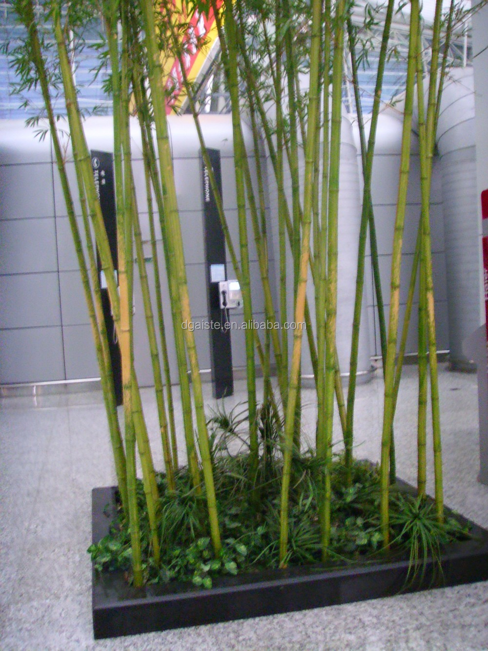 Detail Gambar Bambu Hias Nomer 14