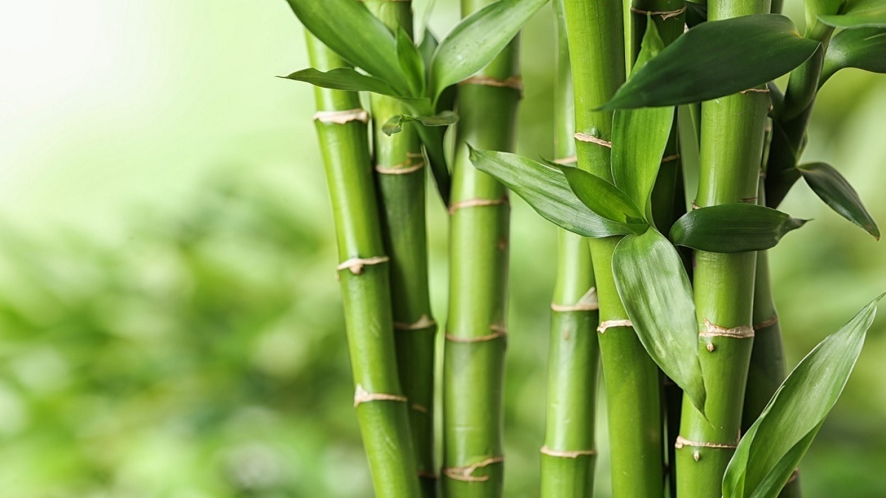 Detail Gambar Bambu Hijau Nomer 12