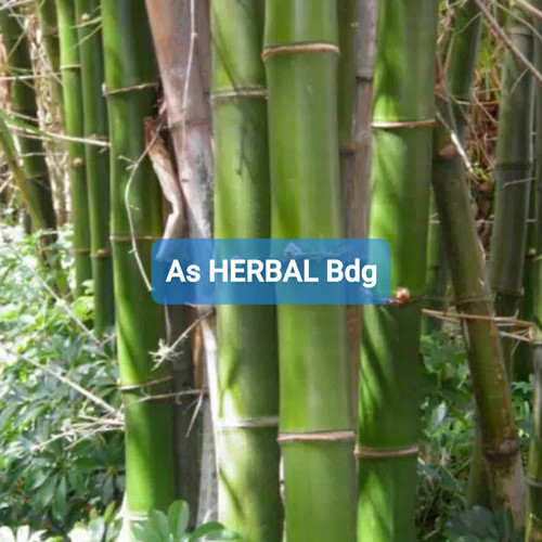 Detail Gambar Bambu Hijau Nomer 14