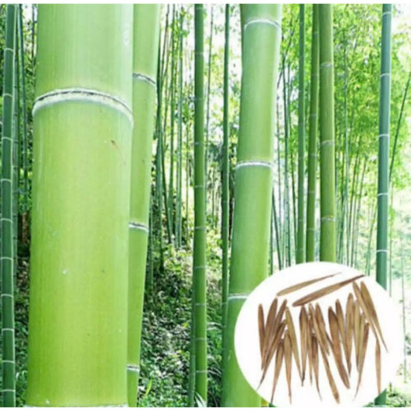 Detail Gambar Bambu Hijau Nomer 17