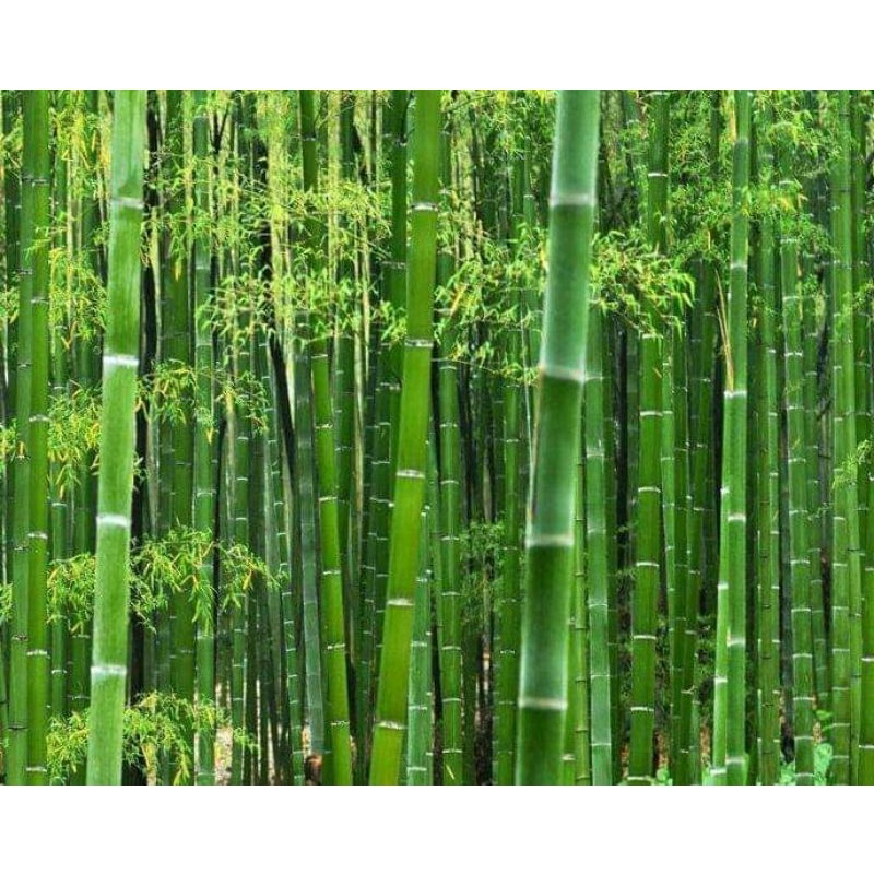 Detail Gambar Bambu Hijau Nomer 34