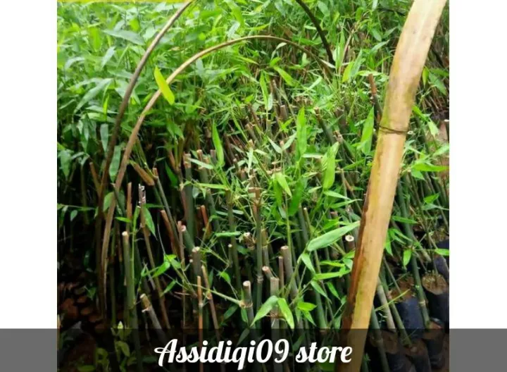 Detail Gambar Bambu Hijau Nomer 35