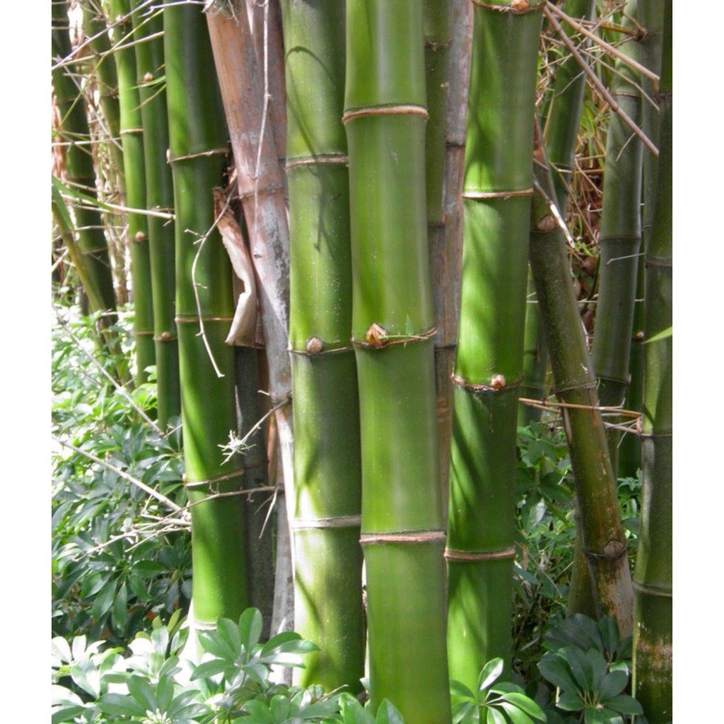 Detail Gambar Bambu Hijau Nomer 5