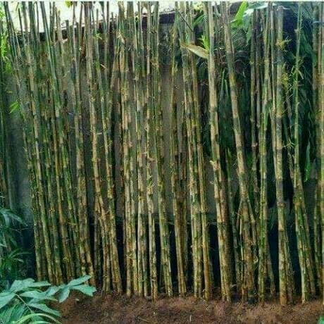 Detail Gambar Bambu Hijau Nomer 40