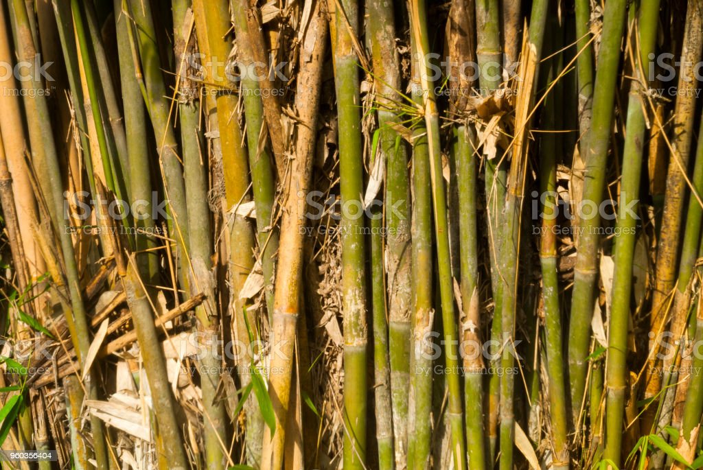 Detail Gambar Bambu Hijau Nomer 48