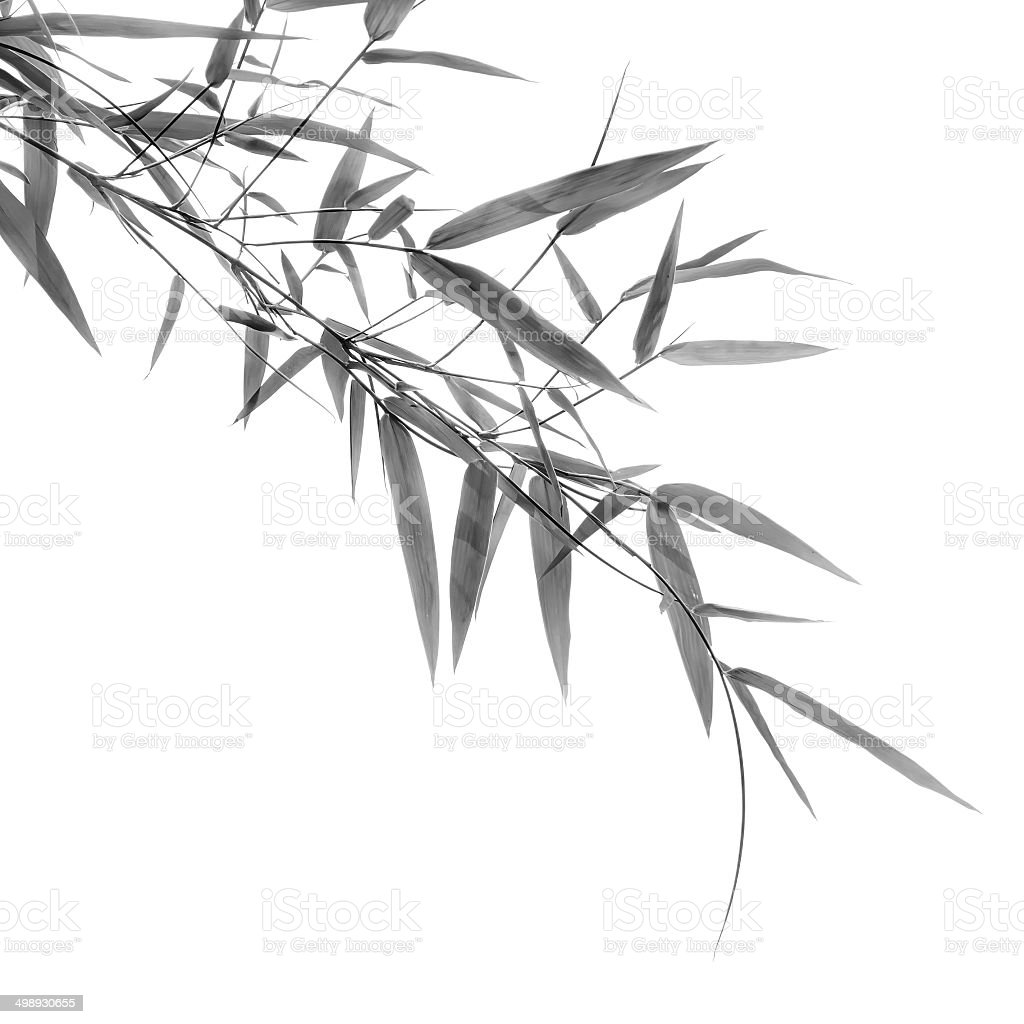 Detail Gambar Bambu Hitam Putih Nomer 40