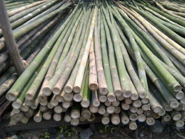 Detail Gambar Bambu Panjang Nomer 15