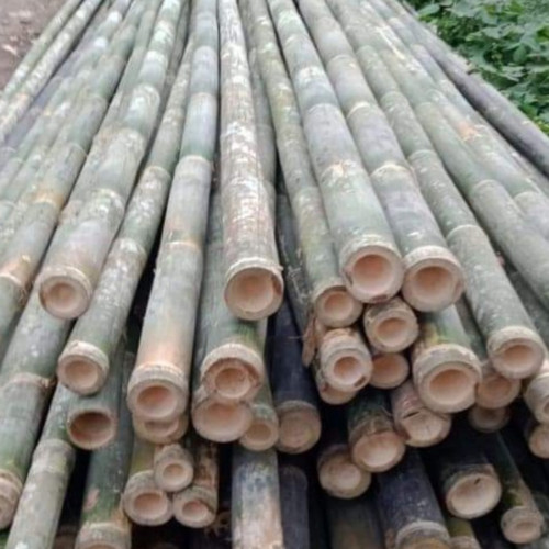 Detail Gambar Bambu Panjang Nomer 16
