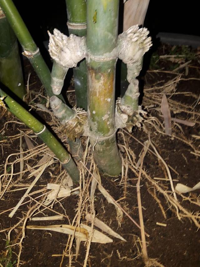 Gambar Bambu Petuk Asli - KibrisPDR