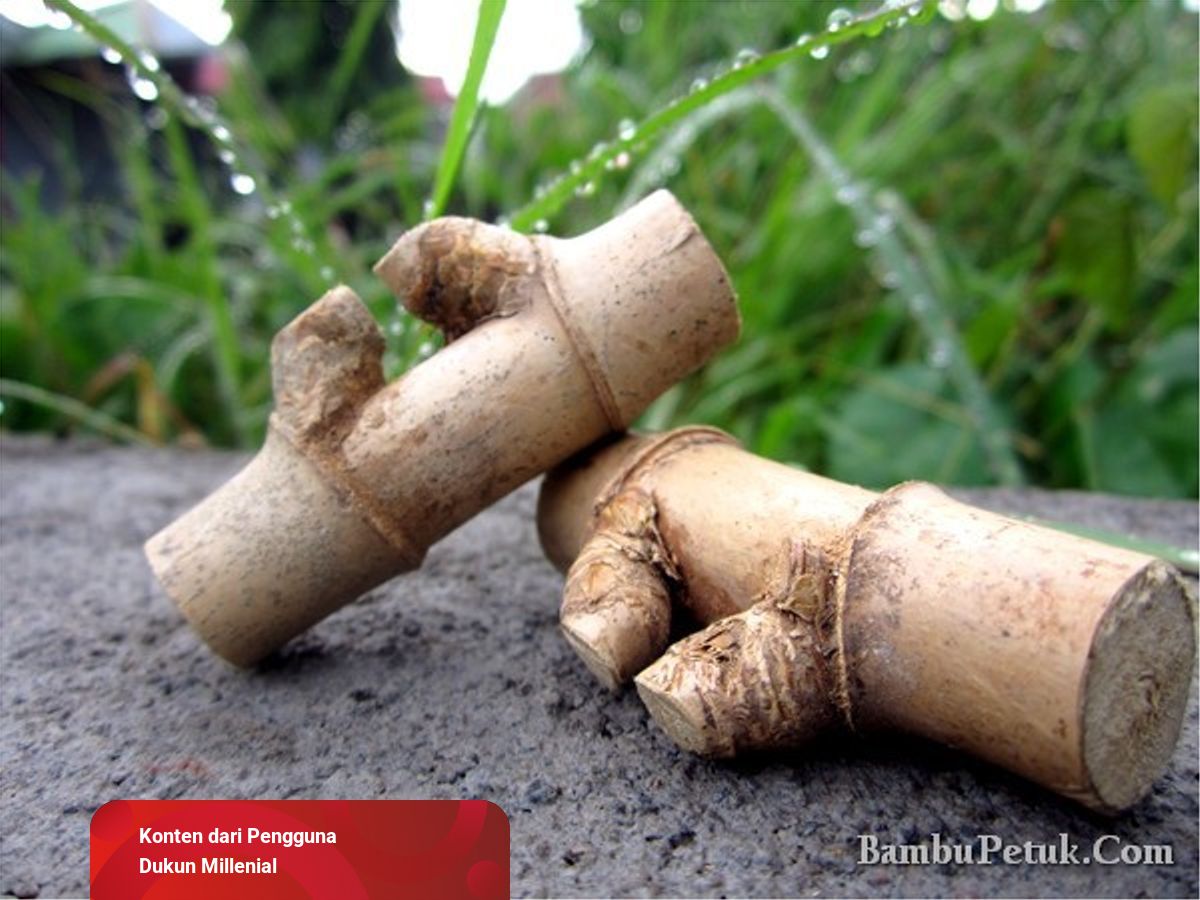 Detail Gambar Bambu Petuk Asli Nomer 5