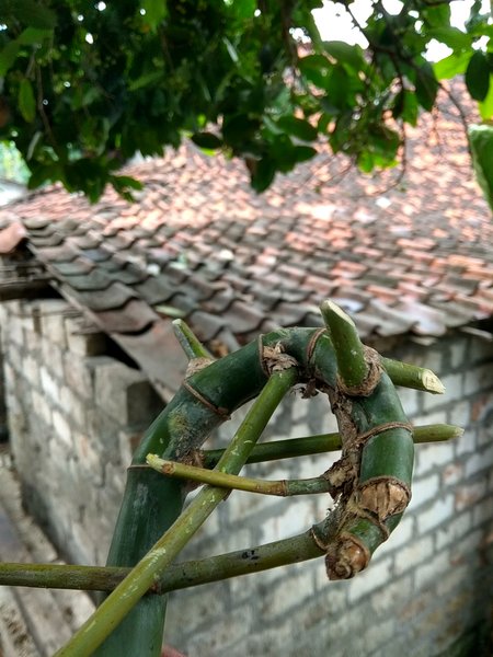 Detail Gambar Bambu Petuk Asli Nomer 54