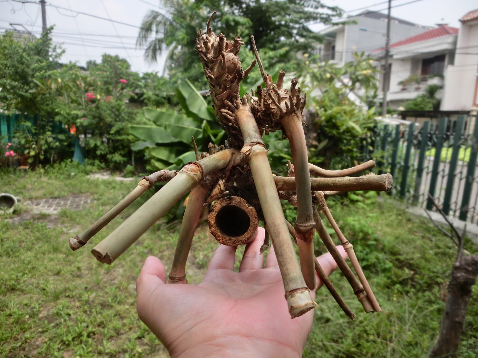 Detail Gambar Bambu Petuk Wali Nomer 24