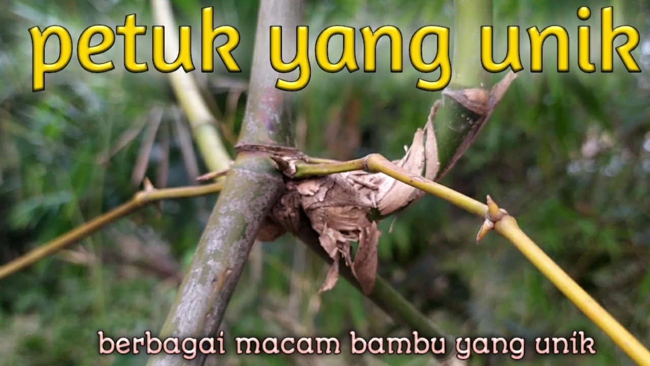 Detail Gambar Bambu Petuk Wali Nomer 8