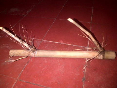 Detail Gambar Bambu Petuk Yg Asli Nomer 15