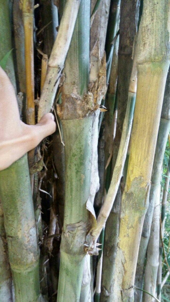 Detail Gambar Bambu Petuk Yg Asli Nomer 28