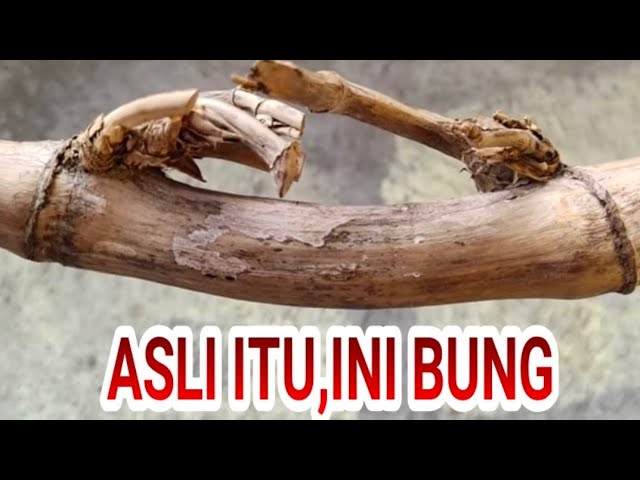 Detail Gambar Bambu Petuk Yg Asli Nomer 33