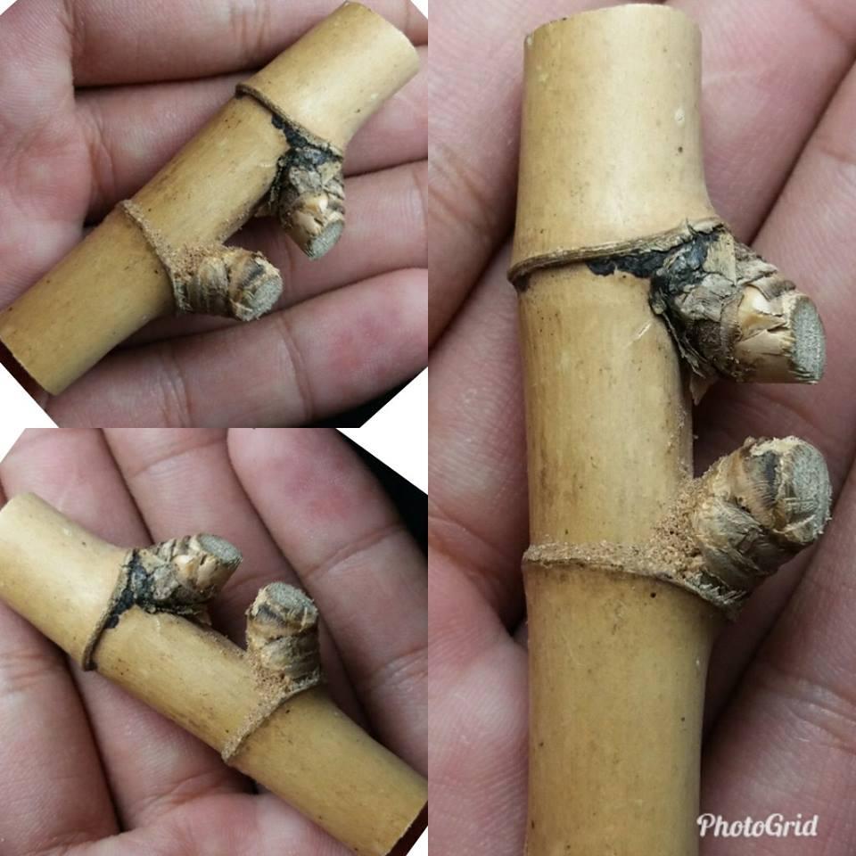 Detail Gambar Bambu Petuk Yg Asli Nomer 39