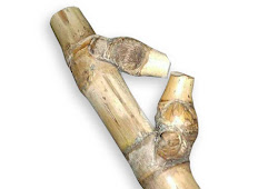 Detail Gambar Bambu Petuk Yg Asli Nomer 46