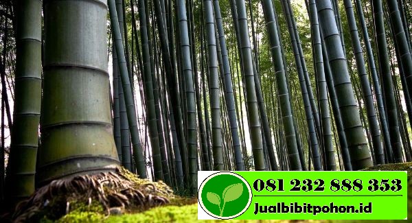 Download Gambar Bambu Petung Nomer 14