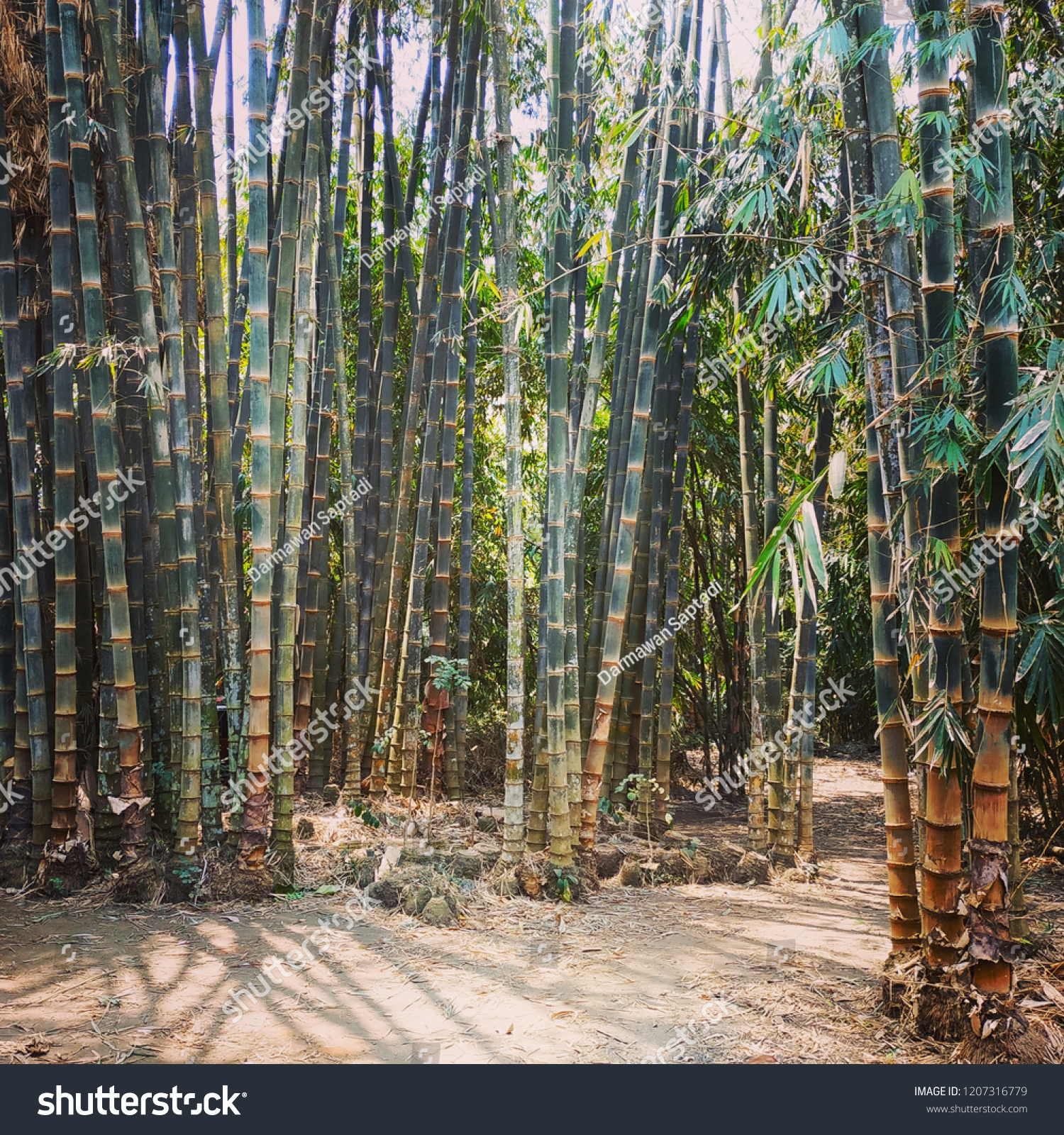 Detail Gambar Bambu Petung Nomer 28