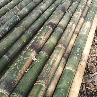 Detail Gambar Bambu Petung Nomer 38