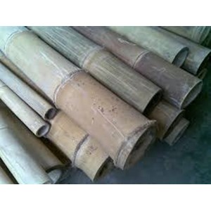 Detail Gambar Bambu Petung Nomer 39