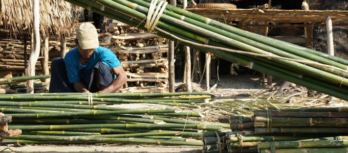 Detail Gambar Bambu Petung Nomer 40