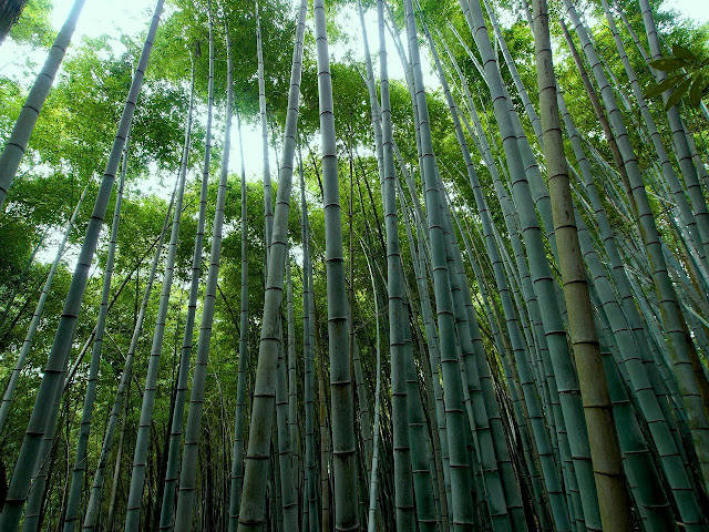 Detail Gambar Bambu Petung Nomer 42