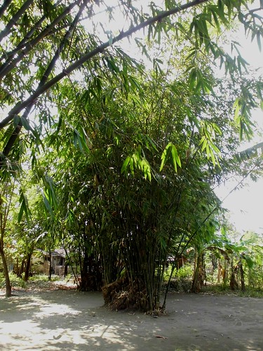 Detail Gambar Bambu Petung Nomer 47