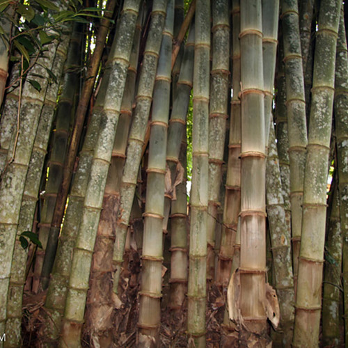 Detail Gambar Bambu Petung Nomer 6