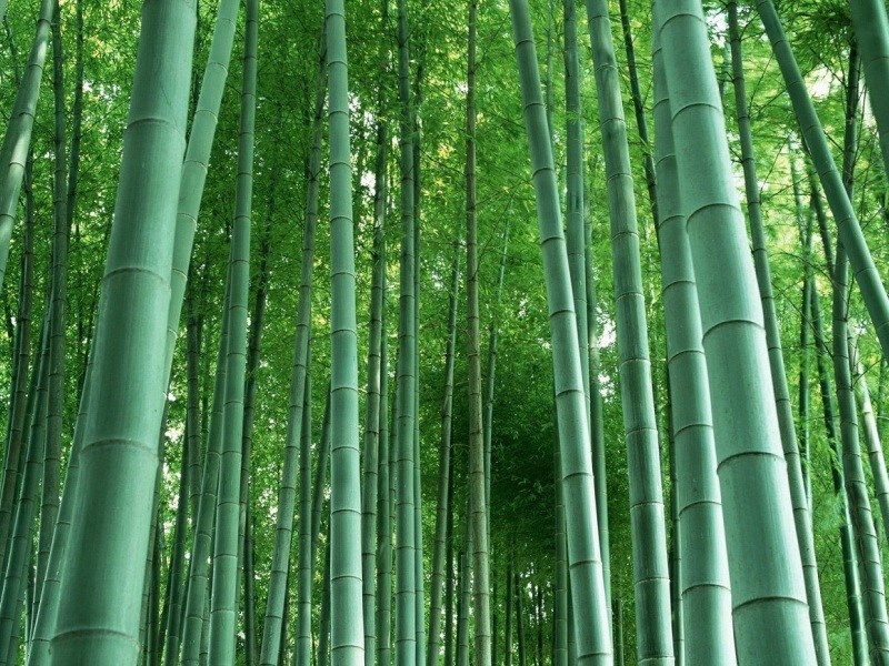 Detail Gambar Bambu Petung Nomer 50
