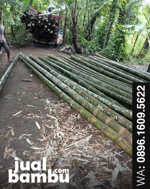 Detail Gambar Bambu Petung Nomer 51