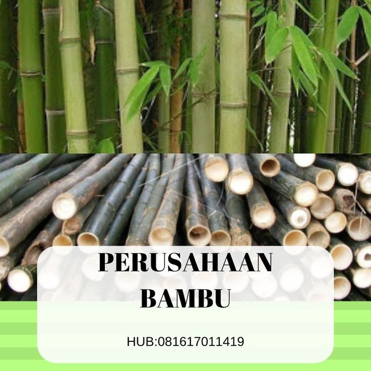 Detail Gambar Bambu Petung Nomer 56