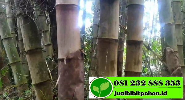 Detail Gambar Bambu Petung Nomer 57