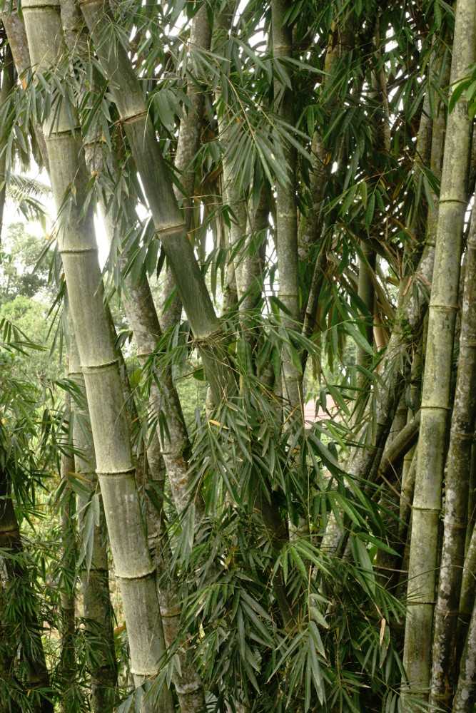 Detail Gambar Bambu Petung Nomer 8