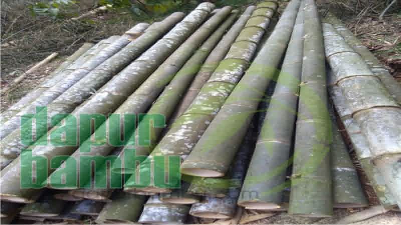 Detail Gambar Bambu Petung Nomer 10