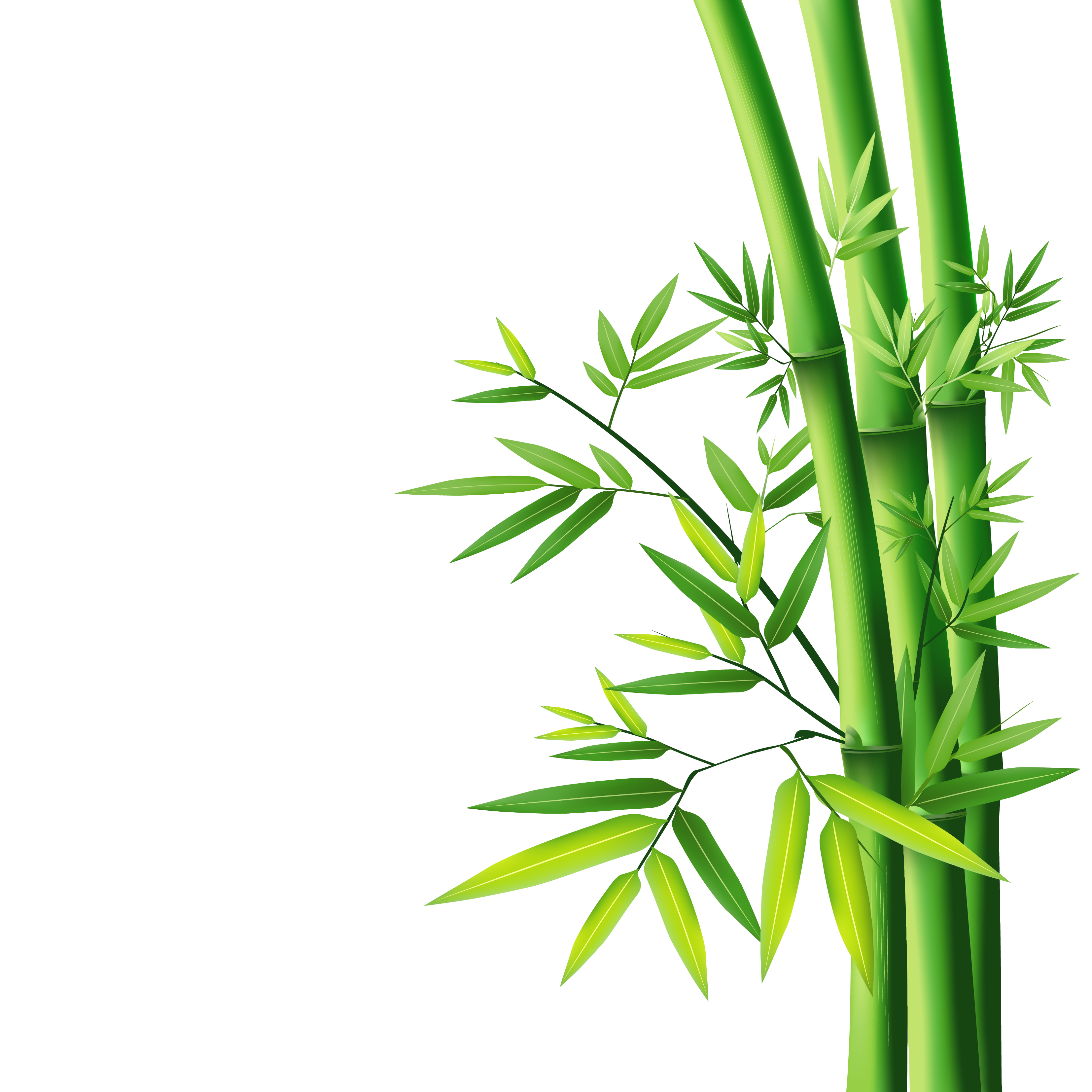 Gambar Bambu Png - KibrisPDR