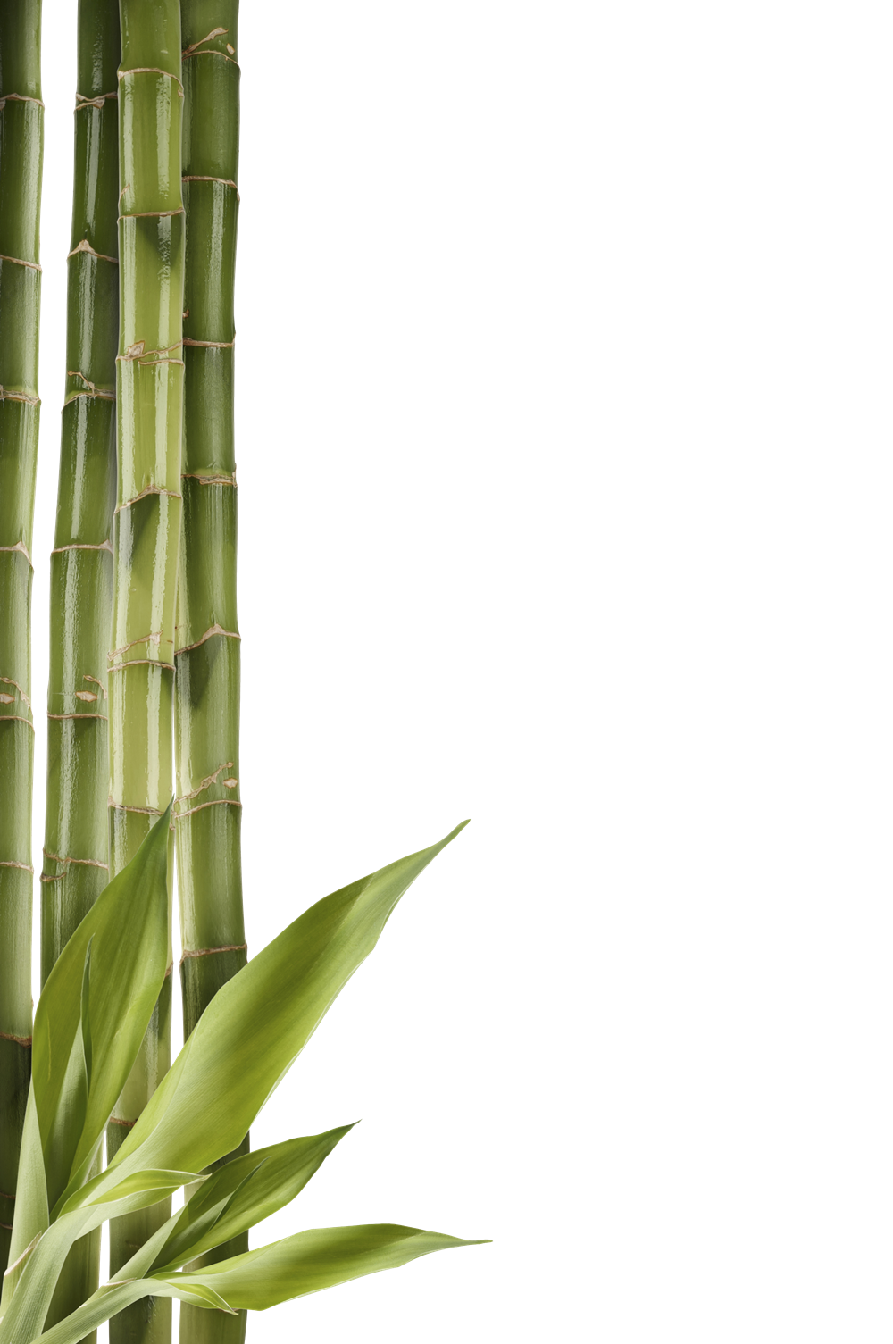 Detail Gambar Bambu Png Nomer 24