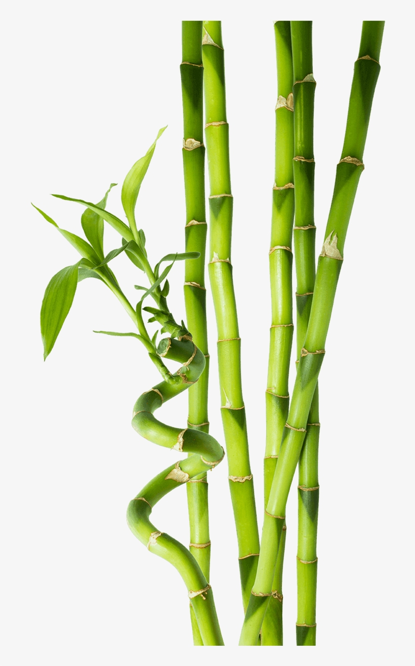Detail Gambar Bambu Png Nomer 27