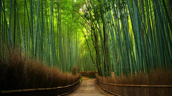 Detail Gambar Bambu Wisata Nomer 19