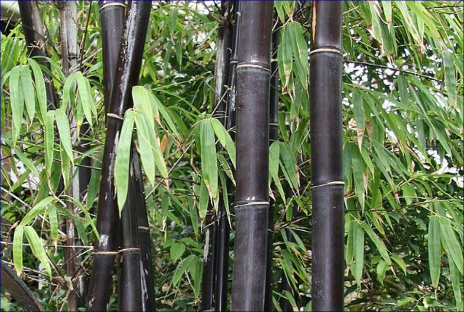 Detail Gambar Bambu Wulung Nomer 2