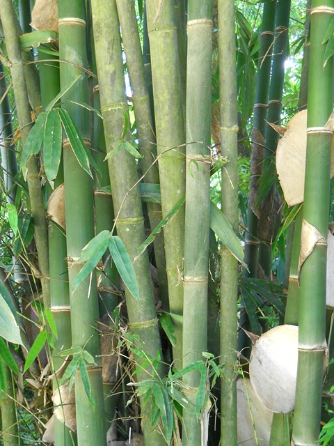 Detail Gambar Bambu Wulung Nomer 11