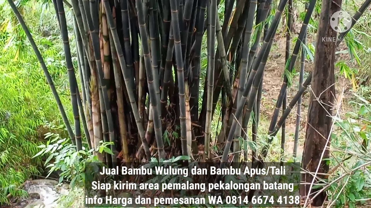 Detail Gambar Bambu Wulung Nomer 13