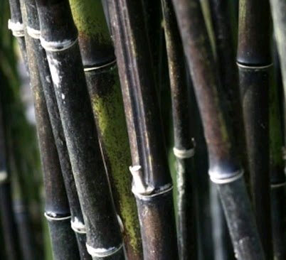 Detail Gambar Bambu Wulung Nomer 15