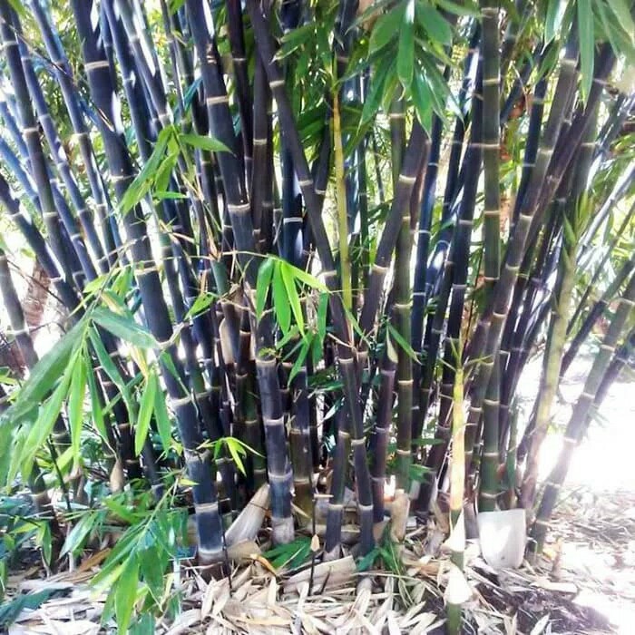 Detail Gambar Bambu Wulung Nomer 16