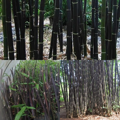 Detail Gambar Bambu Wulung Nomer 17
