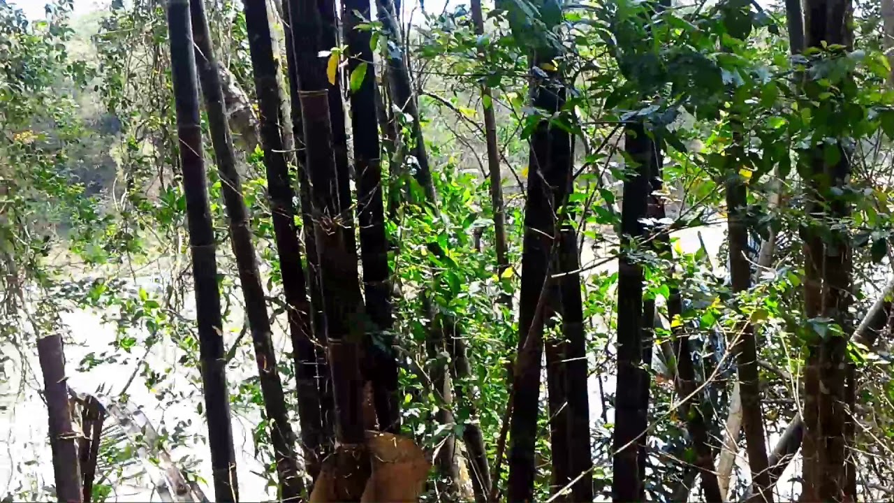 Detail Gambar Bambu Wulung Nomer 20